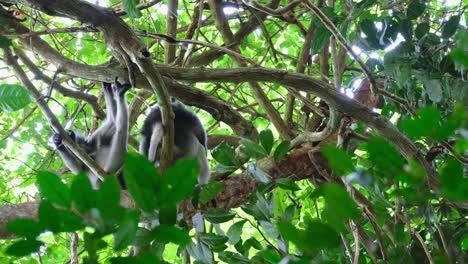 two individual resting on branches and the other one moves abruptly to look down, spectacled leaf monkey trachypithecus obscurus, thailand