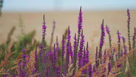 coloridas flores púrpuras en flor y hierbas verdes y marchitas y hierbas en el video de paralaje