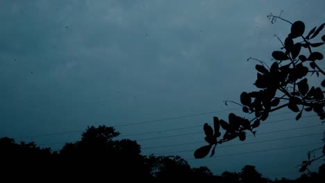 pájaros volando en el crepúsculo