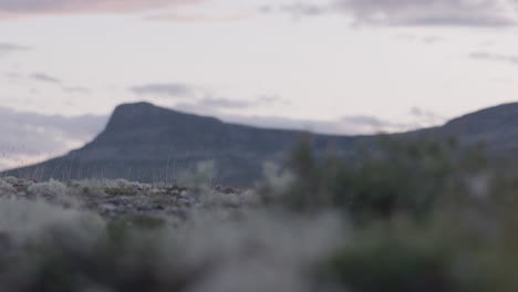 el brezo y las rocas en el suelo con el enfoque cambiado a las montañas lejanas
