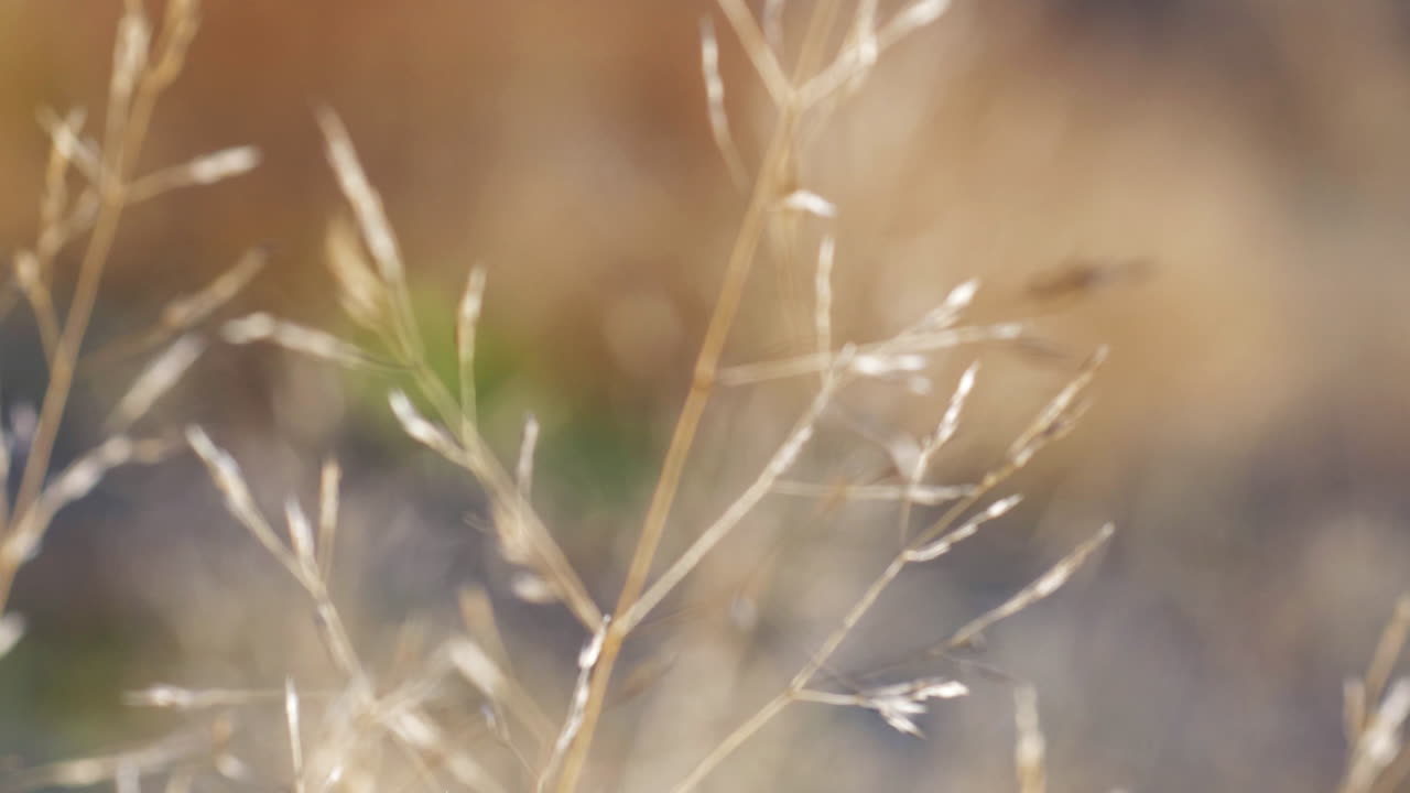 건조한 불모의 야생 초목 풀과 곡물 주위를 돌고, 랙 포커스