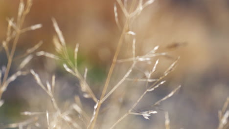 orbit around dry barren wild vegetation grass and grain, rack focus