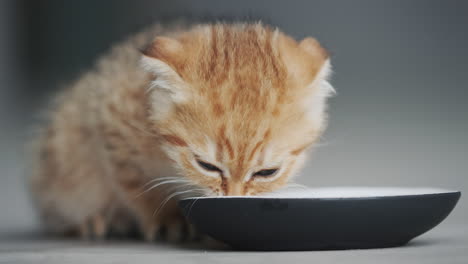 ginger kitten eats food from a bowl