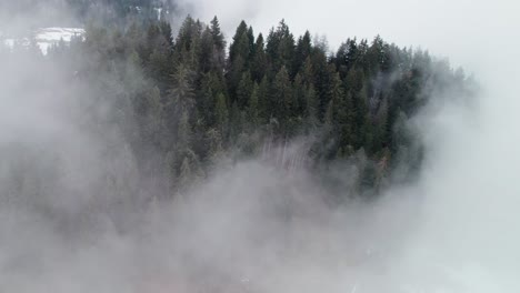 Mountain-pine-trees,-forest-covered-in-snow-and-mist-on-winter-day