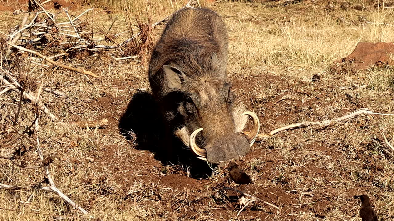 Commensalism between adult warthog digging for roots and chat birds, slomo