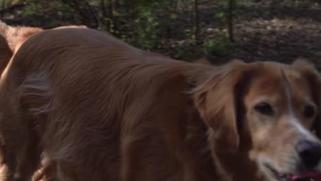 hovawart dog running in the forest