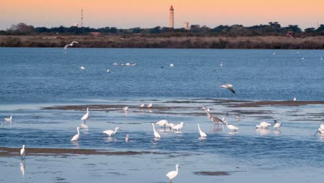 at sunset, different species of birds in the natural reserve, seagull, egret, spoonbill , heron, france