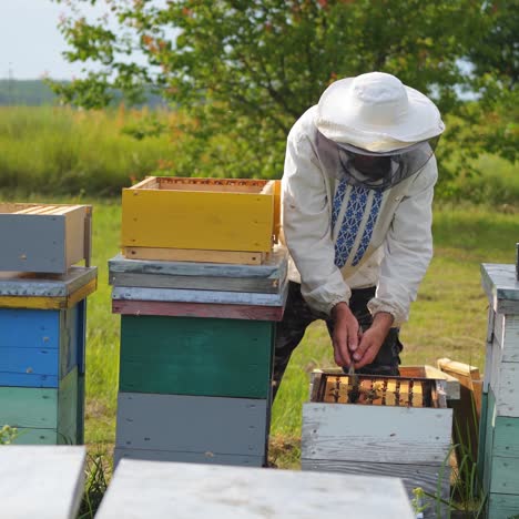 male beekeeper opens honeycells with iron instrument. three beehives on grass in garden. apiary owner works with honey cells