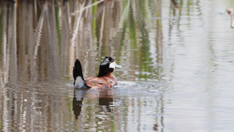 male ruddy duck attracts mate with bubbling behaviour in wetland marsh