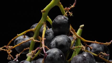 arándanos orgánicos en racimo con fondo negro