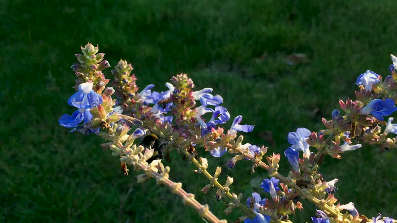 작은 꿀벌이 음식을 찾고 있습니다.