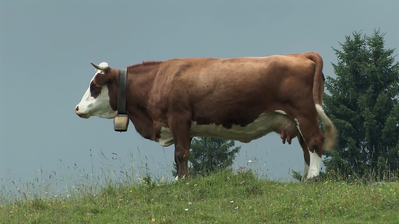 горное пастбище с коровами в баварских альпах близ задельфельда, германия-2