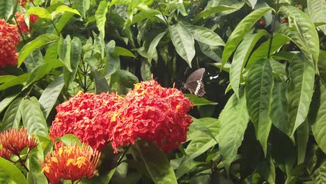 una mariposa andaman clubtail se alimenta a través de una probóscide mientras se mueve a través de una flor de clerodendrum en cámara lenta