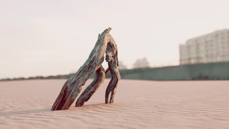 madera a la deriva en una playa de arena al atardecer