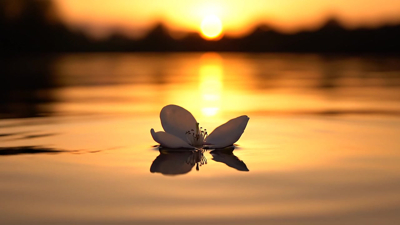Fiore bianco che galleggia su acqua calma al tramonto dorato.