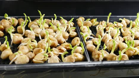 microgreens pea seeds 7 day old