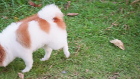 fluffy pedigree pomeranian dog walking on a green lawn