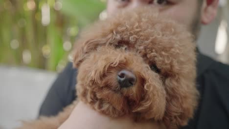 a person holding a brown poodle