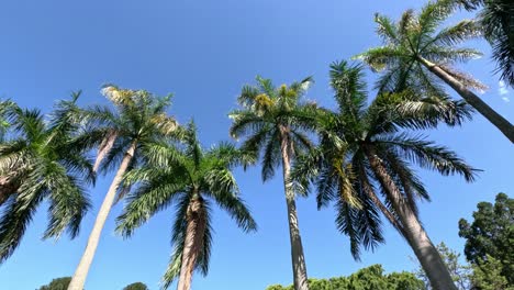 a serene view of palm trees against a clear blue sky