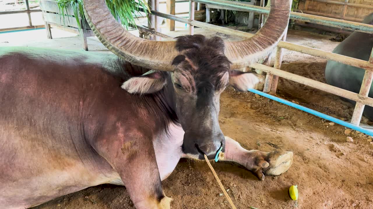 A water buffalo relaxes in a rustic farm setting in Phuket, Thailand, under soft natural lighting