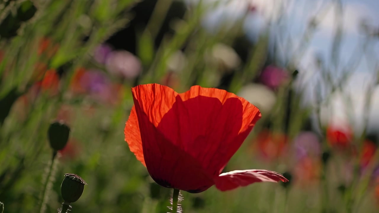 Vibrante fiore di papavero rosso che sboccia in un prato soleggiato