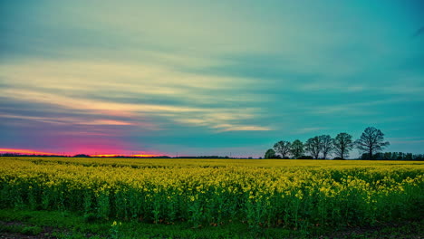 Raps--Oder-Rapsblüten-In-Einem-Ackerlandfeld-Mit-Einem-Farbenfrohen-Sonnenuntergang-Am-Horizont