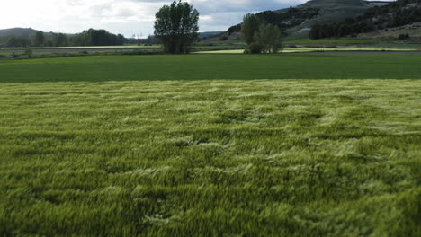 flying over green grassy field on a windy day in peñafiel, spain - aerial pullback