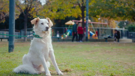 dog on leash sitting on grass in the park