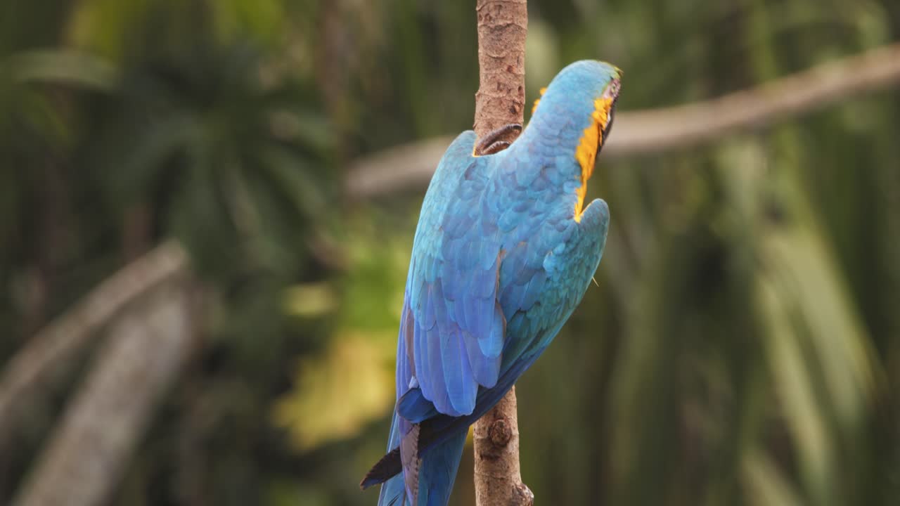 Closeup of Vibrant Blue and yellow macaw perched in Peruvian jungle, morning light observing the surrounding takes off