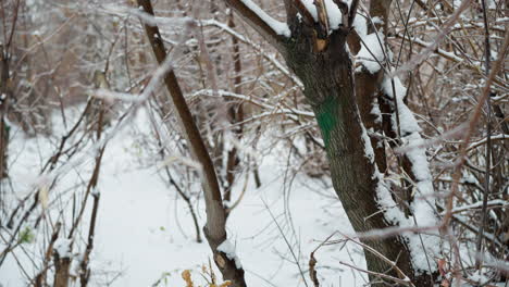 denso bosque de invierno con ramas cubiertas de nieve y árboles helados, que muestran intrincadas texturas heladas y detalles de la naturaleza serena contra un pacífico telón de fondo nevado