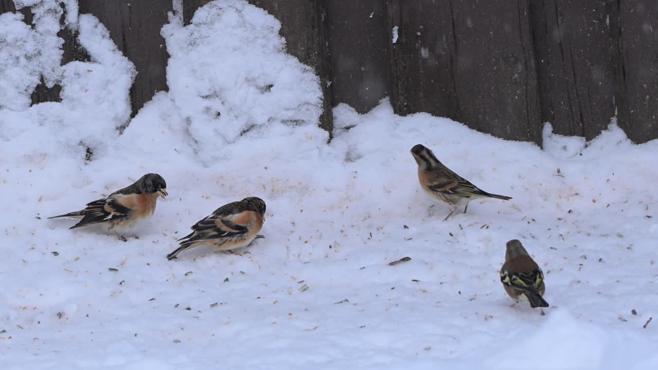 Closeup of four Brambling finches eating sunflower seeds from cold snowy ground in winter. Slow motion view