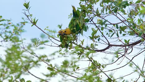 4k-telephoto-of-beautiful-Brown-Throated-Parakeets-hanging-from-a-tree-branch,-feeding