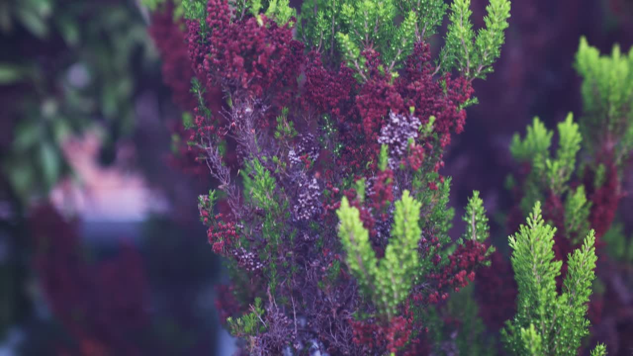 바람에 휘날리는 단풍과 같은 화려한 녹색과 보라색 양치류