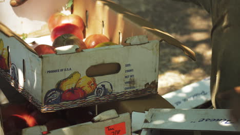 farmer organizing boxes with tomatoes on them