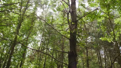 Bosque-Sendero-Para-Caminatas-Tomas-Múltiples