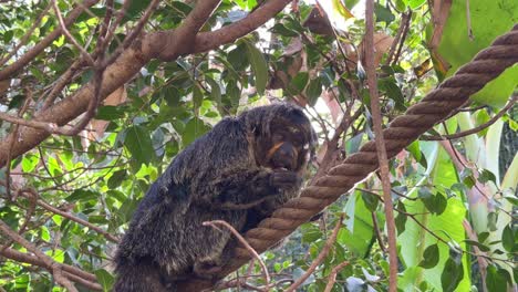 sakianan pithecia pithecia mono en cautiverio inventado jungla españa malaga