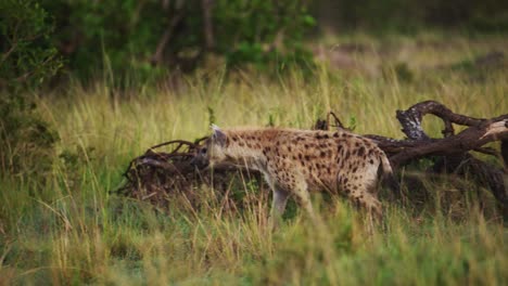 hyena prowling slowly through tall grasslands, african wildlife in maasai mara national reserve, kenya, africa safari animals, masai mara north conservancy