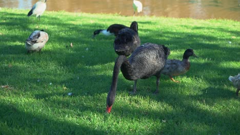 A-group-of-swans-and-ducks-eating-food-from-lush-tropical-green-grass-on-a-sunny-day