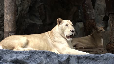 a female white lion with blonde fur is lying and relaxing at a zoo while another female lying on the background and then walking away