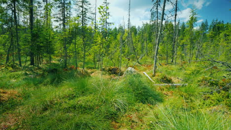 View-From-The-First-Person-On-A-Picturesque-Swamp-Among-Moss-Marsh-And-Dried-Trees-Pov-Video