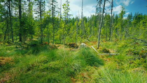 view from the first person on a picturesque swamp among moss marsh and dried trees pov video