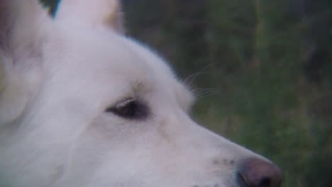 close up of a white adult dogs face outdoors