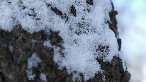 tight shot of snow on the side of a tree in the forest