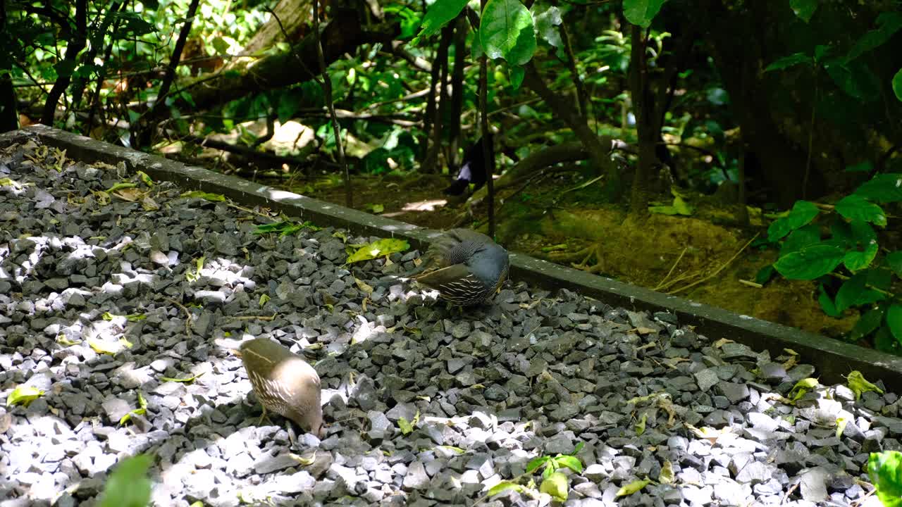 Tikaokao California quail male and female game birds within Zealandia Te Māra a Tāne in Wellington, New Zealand Aotearoa