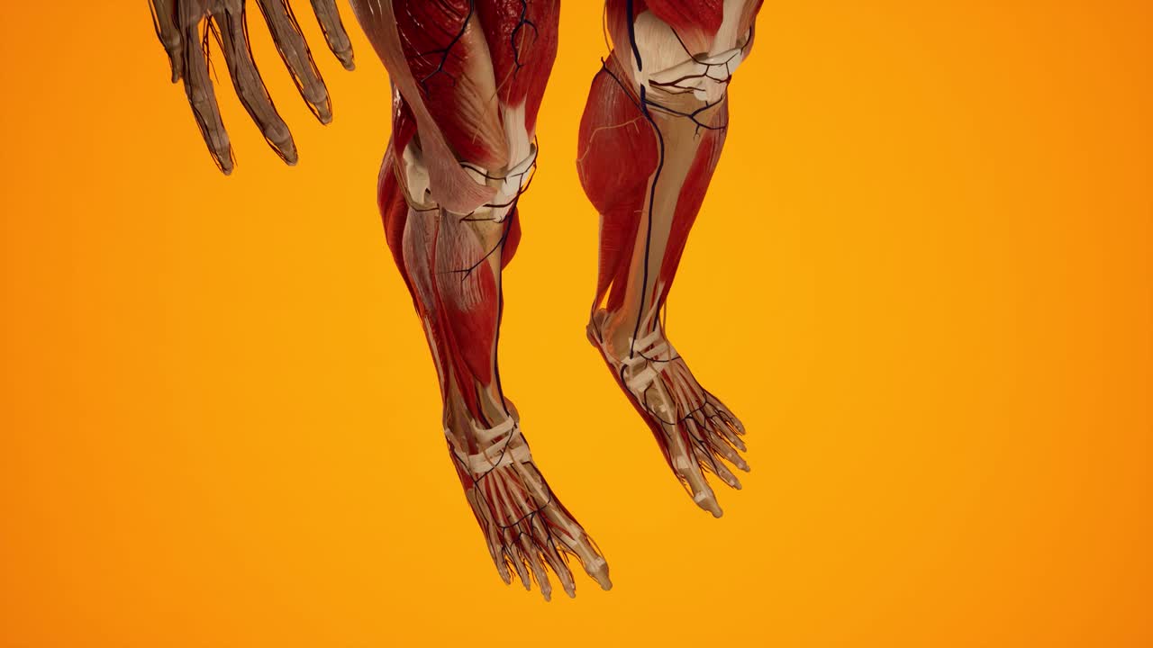 여성 몸의 해부학적 3d 애니메이션 - 피부 아래의 근육 및 혈관 구조 - 다리 해부학