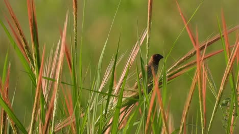 munia de pecho escamoso - hierba - estanque