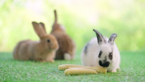 lovely bunny easter fluffy rabbit sitting on the grass eating baby corn with green bokeh nature background. black ear and white rabbit. animal food vegetable concept.