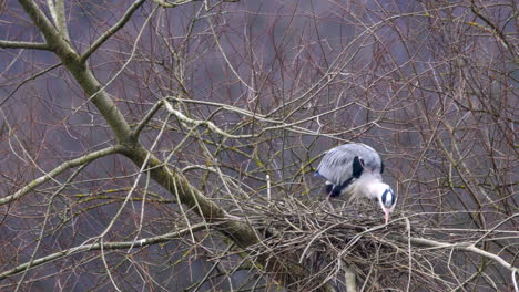 beautiful grey heron engaging in nest building activities before sitting down on messy twig platform