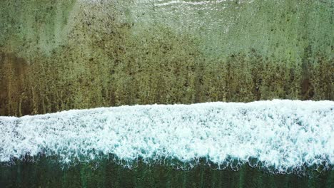 Vanuatu-Coast-Showing-Underwater-Seaweeds-And-Plants-Slightly-Transparent-At-The-Surface-Creating-Green-Colors-To-The-Water-As-Waves-Moving-Through-The-Shore---Aerial-Shot