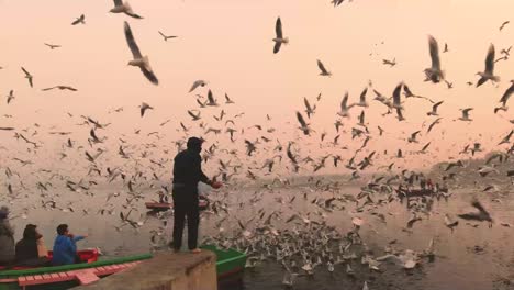 Hombre-Alimentando-Gaviotas-Durante-El-Amanecer-En-Yamuna-Ghat,-Delhi